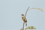 Image. Grey-breasted Prinia