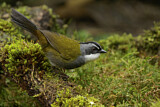 Image. Grey-browed Brushfinch