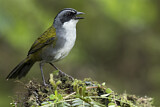 Image. Grey-browed Brushfinch