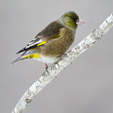 Image. Grey-capped Greenfinch