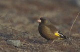 Image. Grey-capped Greenfinch