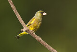 Image. Grey-capped Greenfinch
