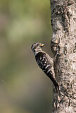 Image. Grey-capped Pygmy Woodpecker