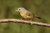 Image. Grey-cheeked Fulvetta