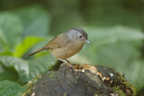 Image. Grey-cheeked Fulvetta