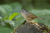 Image. Grey-cheeked Fulvetta