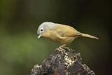 Image. Grey-cheeked Fulvetta
