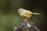 Image. Grey-cheeked Fulvetta