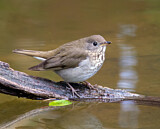 Image. Grey-cheeked Thrush