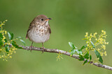Image. Grey-cheeked Thrush