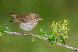 Image. Grey-cheeked Thrush