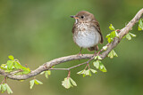 Image. Grey-cheeked Thrush