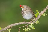 Image. Grey-cheeked Thrush