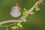 Image. Grey-cheeked Thrush