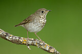 Image. Grey-cheeked Thrush
