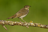 Image. Grey-cheeked Thrush