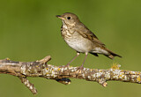 Image. Grey-cheeked Thrush