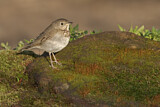 Image. Grey-cheeked Thrush