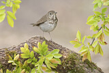 Image. Grey-cheeked Thrush