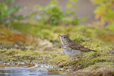 Image. Grey-cheeked Thrush