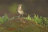 Image. Grey-cheeked Thrush