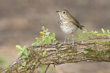 Image. Grey-cheeked Thrush