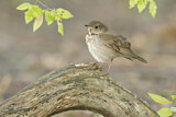 Image. Grey-cheeked Thrush