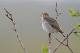 Image. Grey-cheeked Thrush