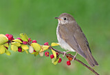 Image. Grey-cheeked Thrush