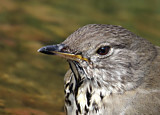 Image. Grey-cheeked Thrush