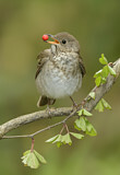 Image. Grey-cheeked Thrush