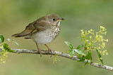 Image. Grey-cheeked Thrush