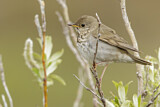 Image. Grey-cheeked Thrush