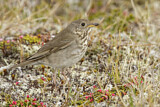 Image. Grey-cheeked Thrush