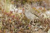 Image. Grey-cheeked Thrush