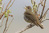 Image. Grey-cheeked Thrush
