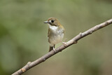 Image. Grey-chested Jungle Flycatcher