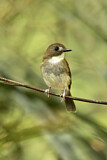 Image. Grey-chested Jungle Flycatcher