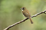 Image. Grey-chested Jungle Flycatcher