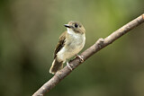 Image. Grey-chested Jungle Flycatcher
