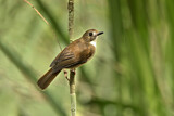 Image. Grey-chested Jungle Flycatcher