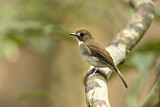 Image. Grey-chested Jungle Flycatcher