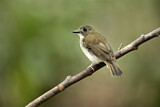 Image. Grey-chested Jungle Flycatcher