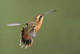 Image. Grey-chinned Hermit