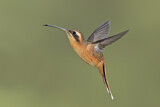 Image. Grey-chinned Hermit