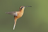 Image. Grey-chinned Hermit
