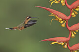Image. Grey-chinned Hermit