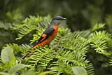 Image. Grey-chinned Minivet