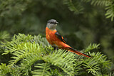 Image. Grey-chinned Minivet