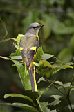 Image. Grey-chinned Minivet